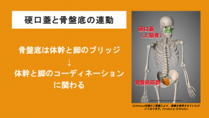 pelvic floor chain