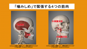 chewing muscle