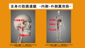 myofascial chain