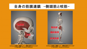 myofascial chain 